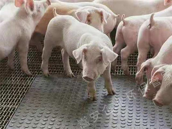 太平養(yǎng)殖場臭氣熏天，執(zhí)法部門通知限期整改